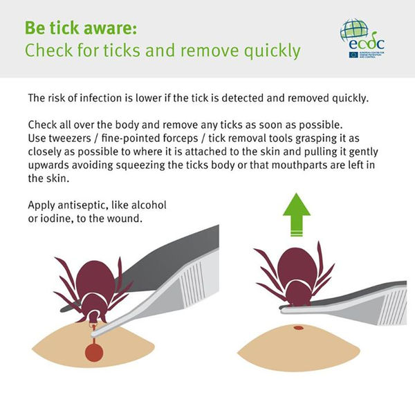 Prevención de infecciones por piquete de insectos...
