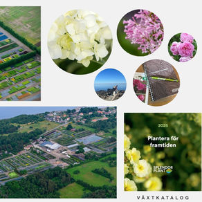 Kollage på bilder från min tid av LIA hos Splendor Plant