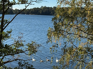 Matosaari reitti 17 joutsenet (1).HEIC