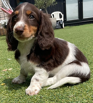 Chocolate piebald mini longhair dachshund puppy