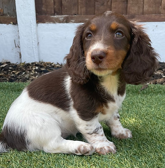 Chocolate piebald longhair miniature dachshund