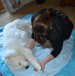 Canisweet DSC_0281 M