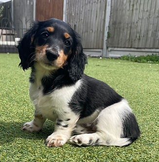 Piebald miniature dachshund puppy