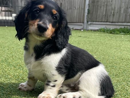 Black and tan piebald dachshund puppy