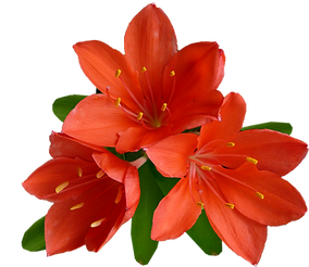 flower-2900916_1920.png