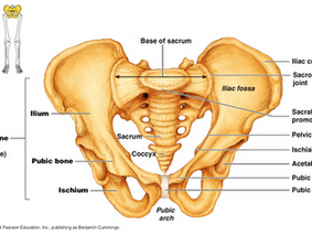 Sitting on Your Sit Bones: The Key to Meditation and Great Posture