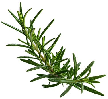 High-quality edible rosemary for upscale bars and craft cocktail creations