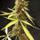 Miniatura: Silver River Seeds - River Haze - 5 semillas feminizadas
