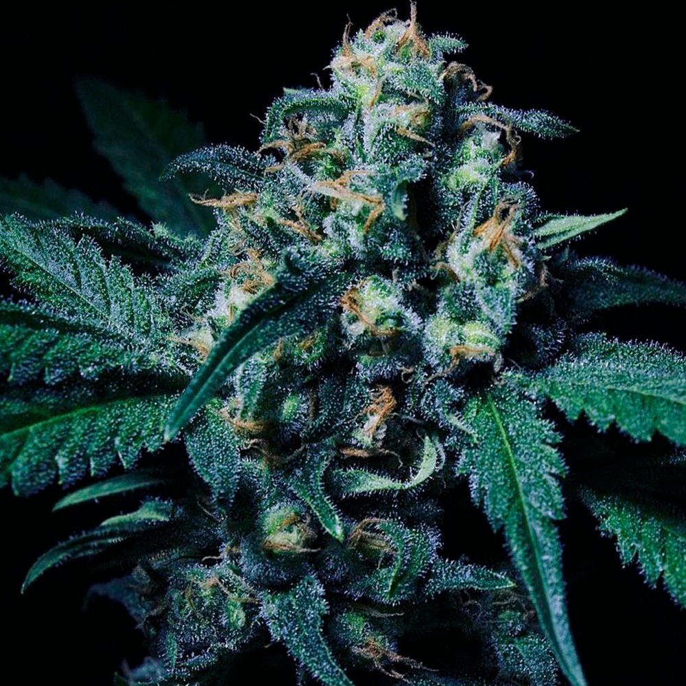 R-Kiem - Negra 44 - 3 seeds Feminized