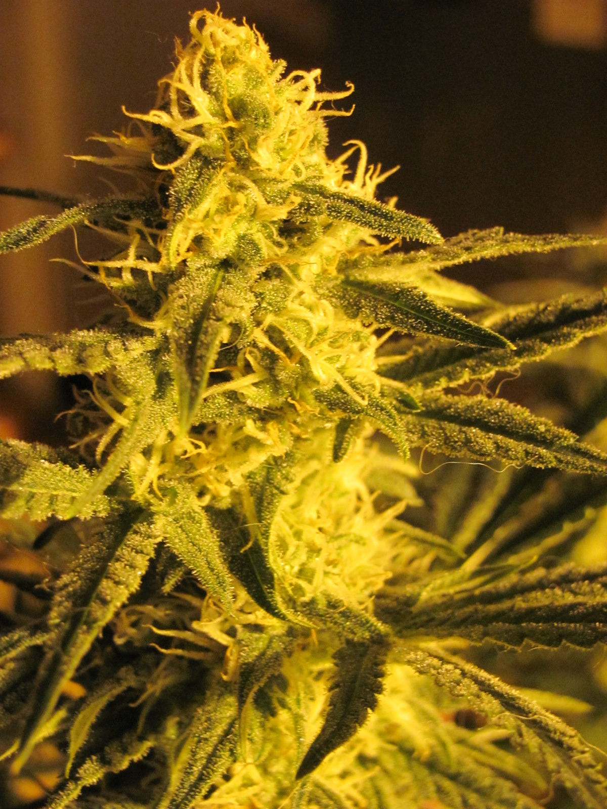 Tegridy Seeds - The Tang - 3 Seeds Feminized
