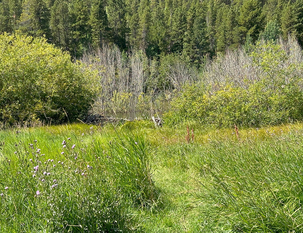 Background4.jpg