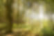 Lichtung im Wald