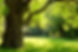 Baum-im-Park