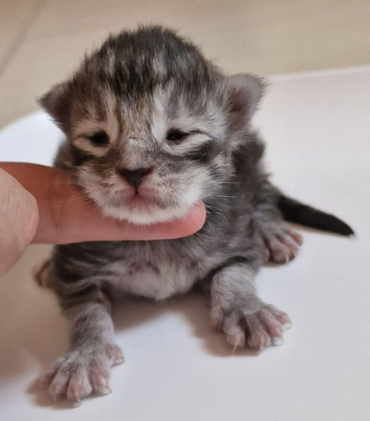 U' L'Astre Du Lion, femelle black silver tabby.