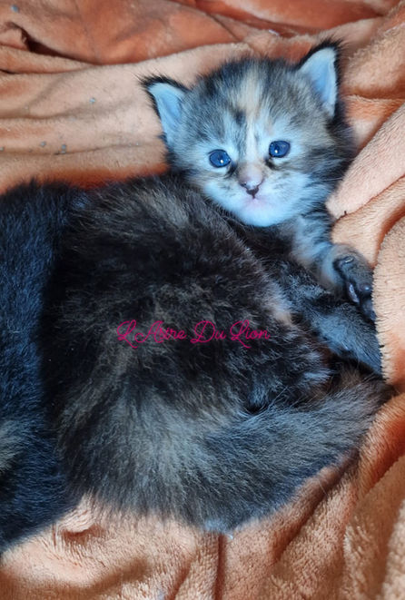 Chatterie L'Astre du Lion - Maine Coon.
Utopia L'Astre Du Lion, femelle brown tortie ticked tabby.