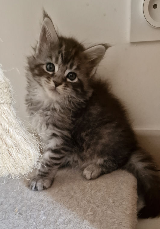 Tesla L'Astre Du Lion
Femelle Maine Coon
Black silver spotted tabby
Chatterie L'Astre Du Lion