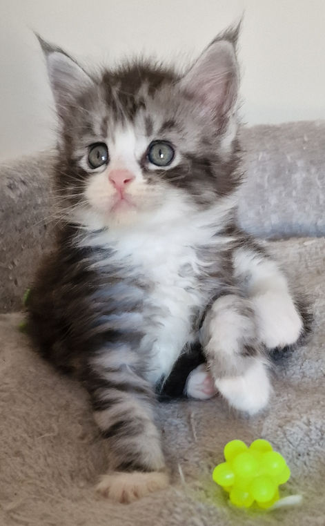 Ténor L'Astre Du Lion
Mâle Maine Coon
Black silver blotched tabby et blanc
Chatterie L'Astre Du Lion