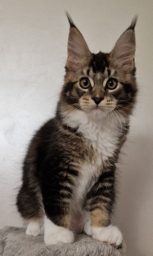 Teal'c L'Astre Du Lion
Maine Coon, Chatterie L'Astre Du Lion.