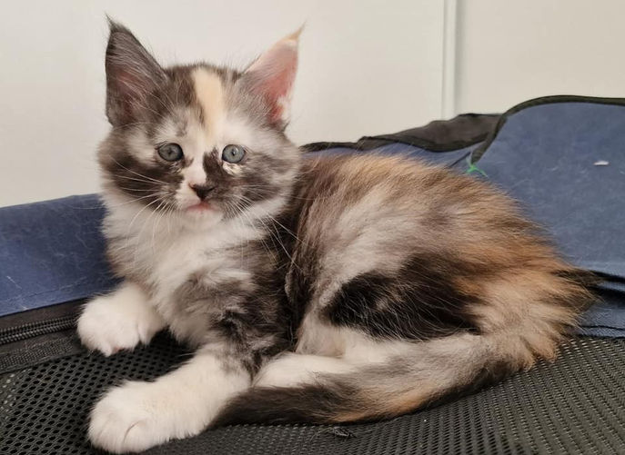 Tonka L'Astre Du Lion
Maine Coon, Chatterie L'Astre Du Lion.