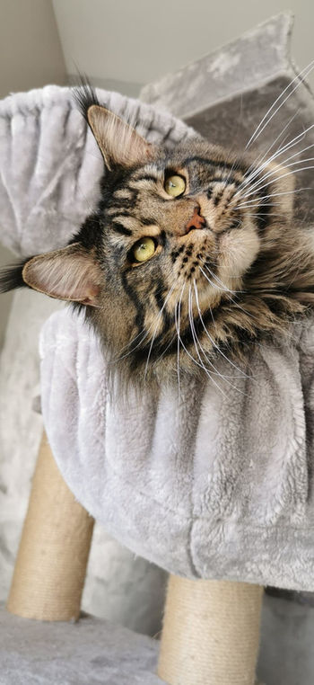 Qhronos Pryanik, Chatterie L'Astre Du Lion
Mâle Maine Coon Brown blotched tabby