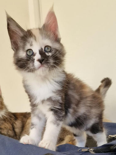Tonka L'Astre Du Lion
Maine Coon, Chatterie L'Astre Du Lion.