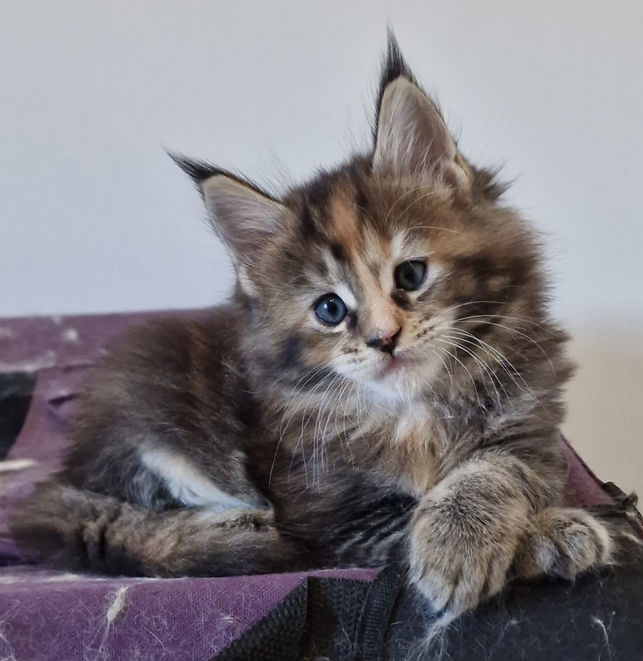 Utopia L'Astre Du Lion, femelle brown tortie ticked tabby.