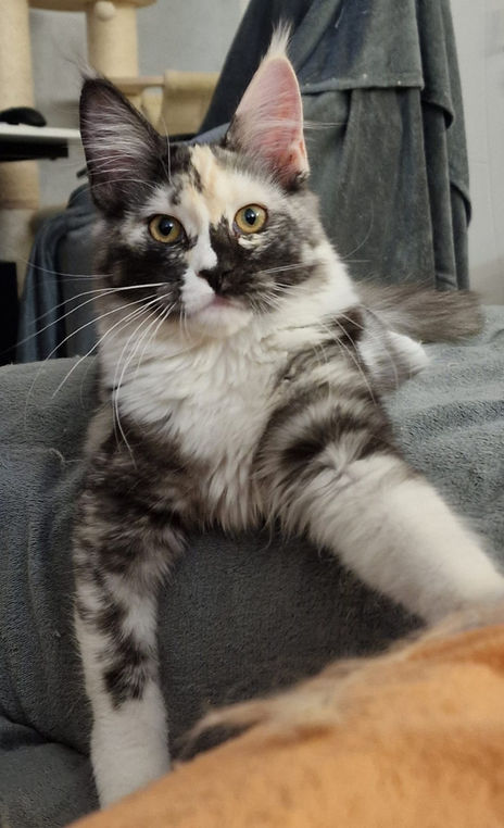 Tonka L'Astre Du Lion.
Femelle Maine Coon
Black tortie smoke et blanche
Chatterie L'Astre Du Lion