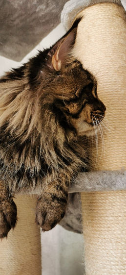 Qhronos Pryanik, Chatterie L'Astre Du Lion
Mâle Maine Coon Brown blotched tabby