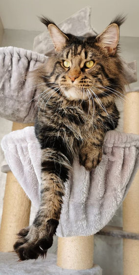 Qhronos Pryanik, Chatterie L'Astre Du Lion
Mâle Maine Coon Brown blotched tabby