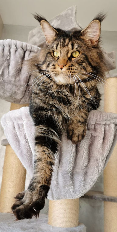 Qhronos Pryanik, Chatterie L'Astre Du Lion
Mâle Maine Coon Brown blotched tabby