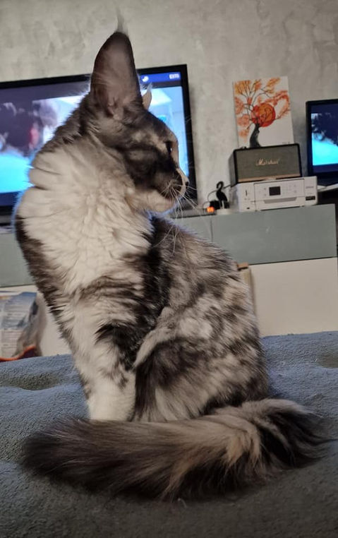 Tonka L'Astre Du Lion.
Femelle Maine Coon
Black tortie smoke et blanche
Chatterie L'Astre Du Lion