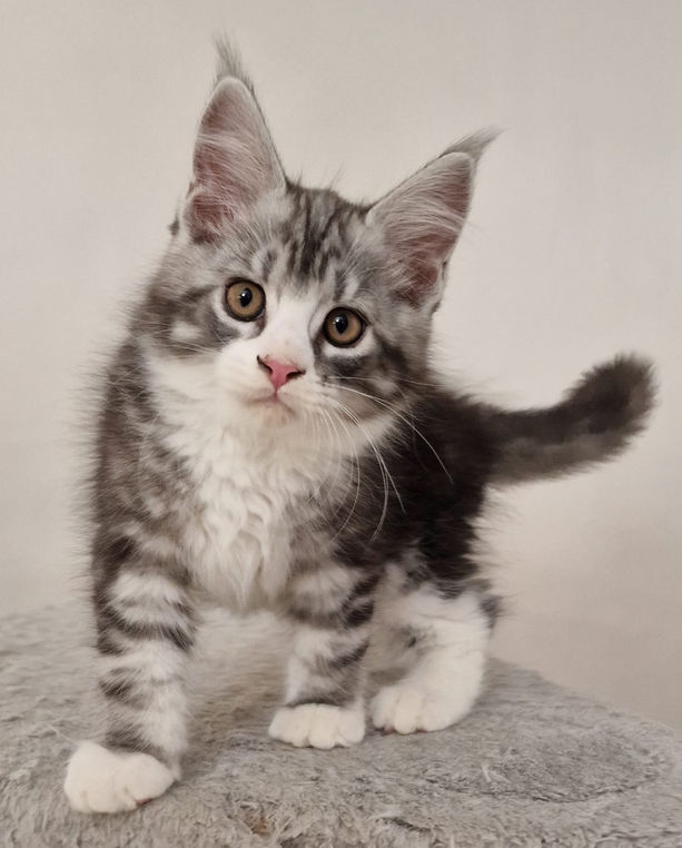 Taïko (Ténor) L'Astre Du Lion
Mâle Maine Coon
Black silver blotched tabby et blanc
Chatterie L'Astre Du Lion