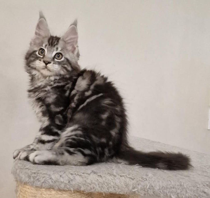 Titan L'Astre Du Lion
Mâle Maine Coon
Black silver blotched tabby
Chatterie L'Astre Du Lion