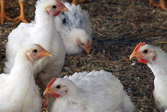 INVESTIGACIÓN-CABEZAL-CRECIMIENTO-RÁPIDO-DE-POLLO.jpg