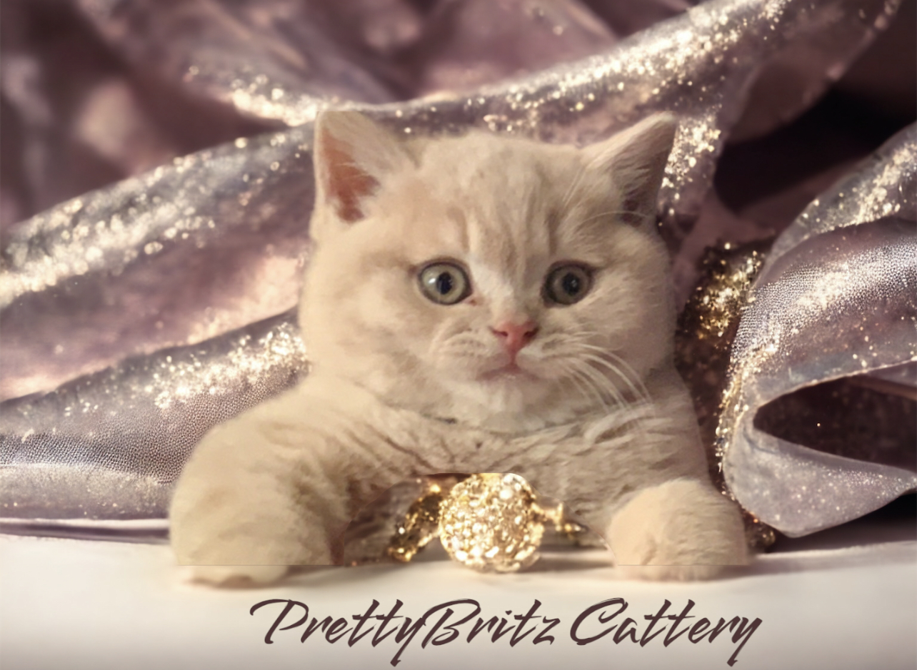 Writer: PrettyBritz Cattery 