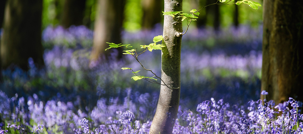 Image 6 In a Sea.jpg
