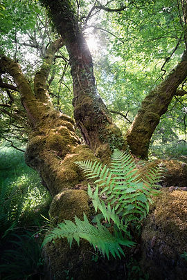 fern light.jpg