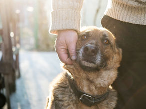 Dealing with Behavioral Issues in Rescues