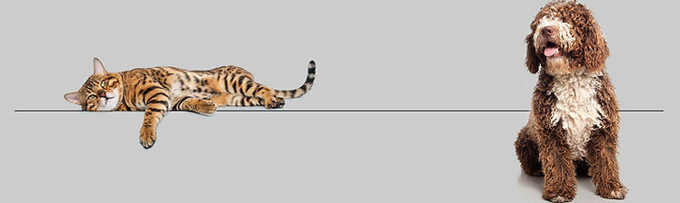 gold-bengal-cat-white-space_72.jpg