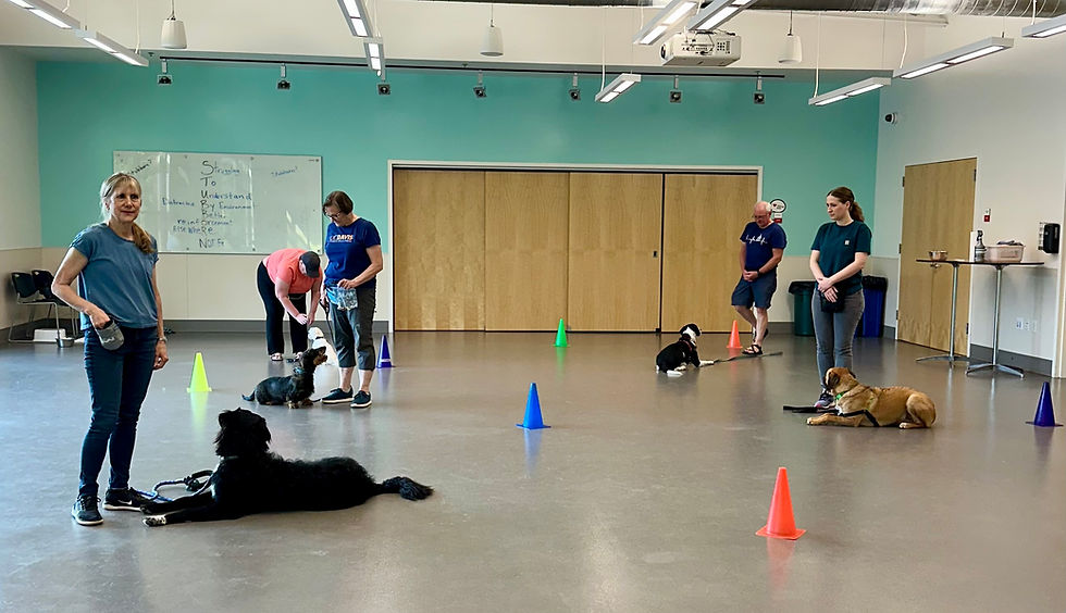 Dog Manners 2 Class