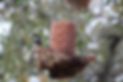 comedero 03 claravdd.jpg