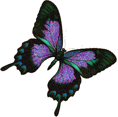 picgifs-butterfly-4521277.gif