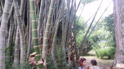 Guadua