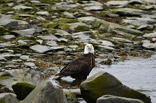 DSC_4970.JPG