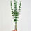Thumbnail: Faux Eucalyptus Stem