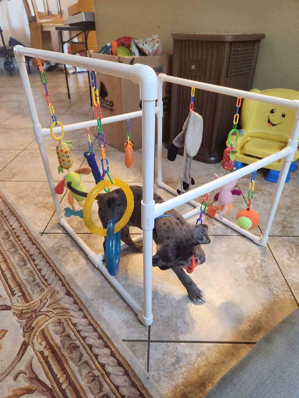 Thumbnail: Puppy Gym