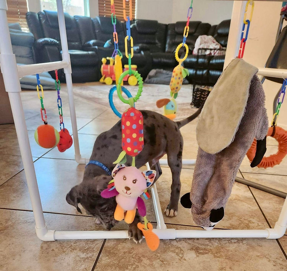 Thumbnail: Puppy Gym