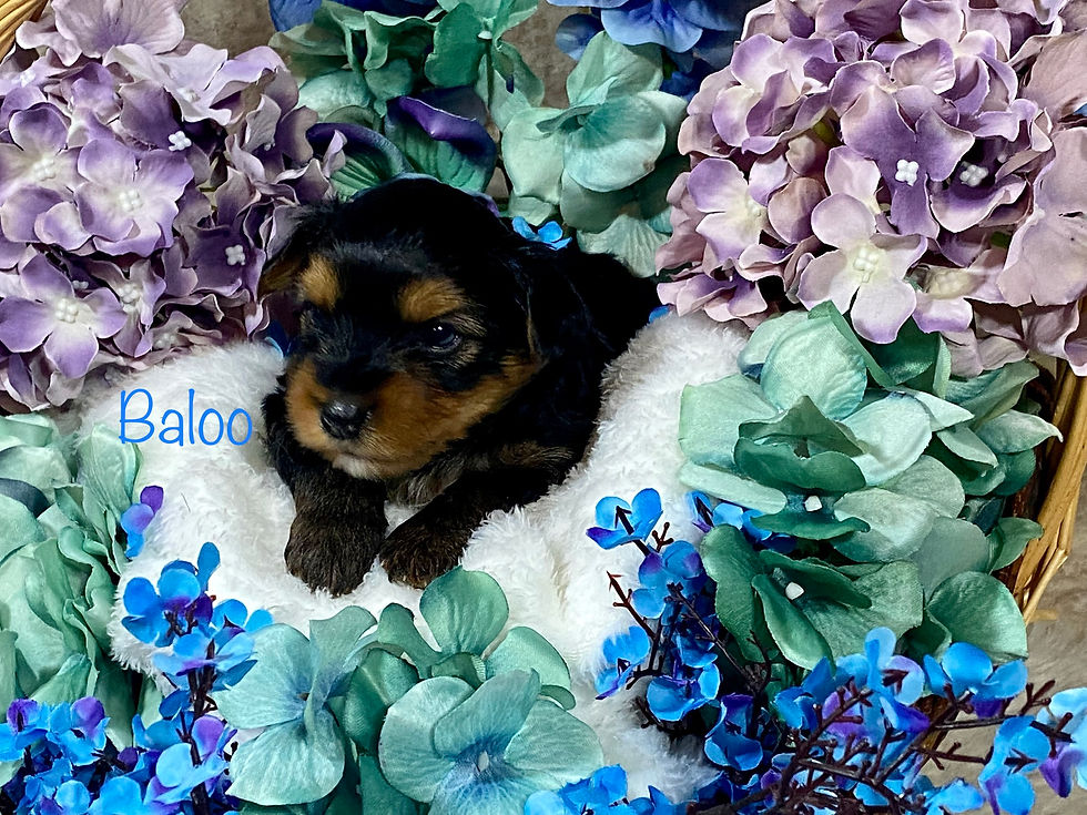 Thumbnail: Baloo (blue star) (boy)