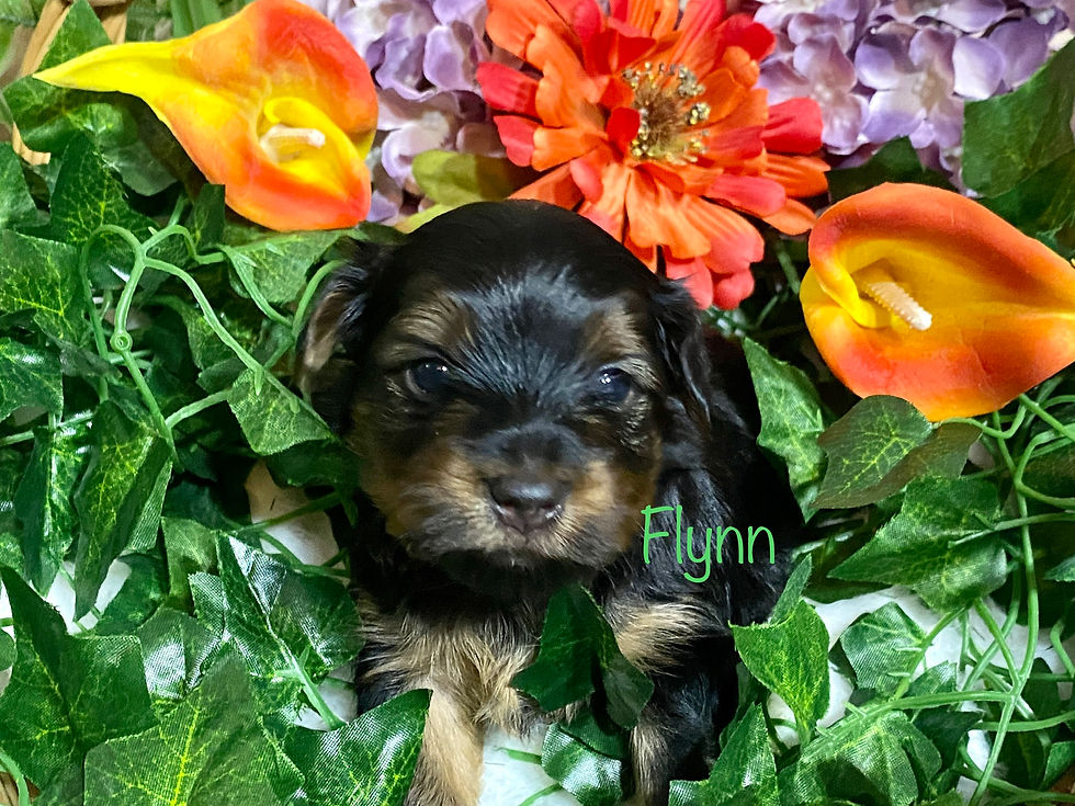 Thumbnail: Flynn (green star) (boy)