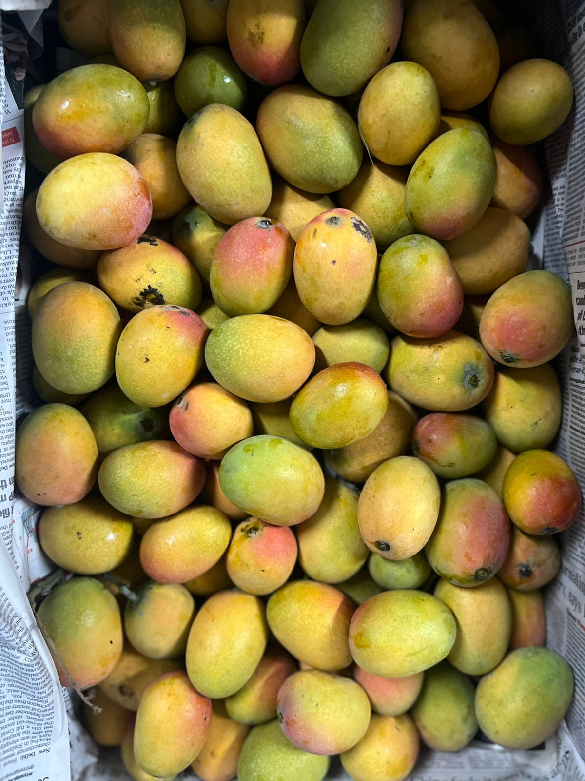Hazara Orchard - Sindhoori Mango